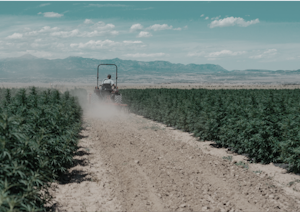 High quality CBD farm | Cannaray CBD
